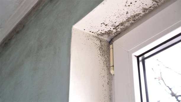 Professional Mold Remediation in Maple Valley, WA