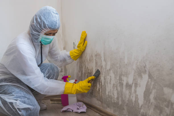 Best DIY Mold Remediation Support Services in Maple Valley, WA