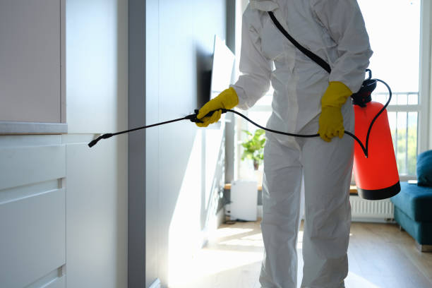 Best Basement Mold Remediation in Maple Valley, WA