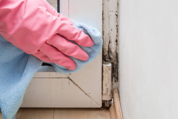 Mold Remediation for Specific Building Types